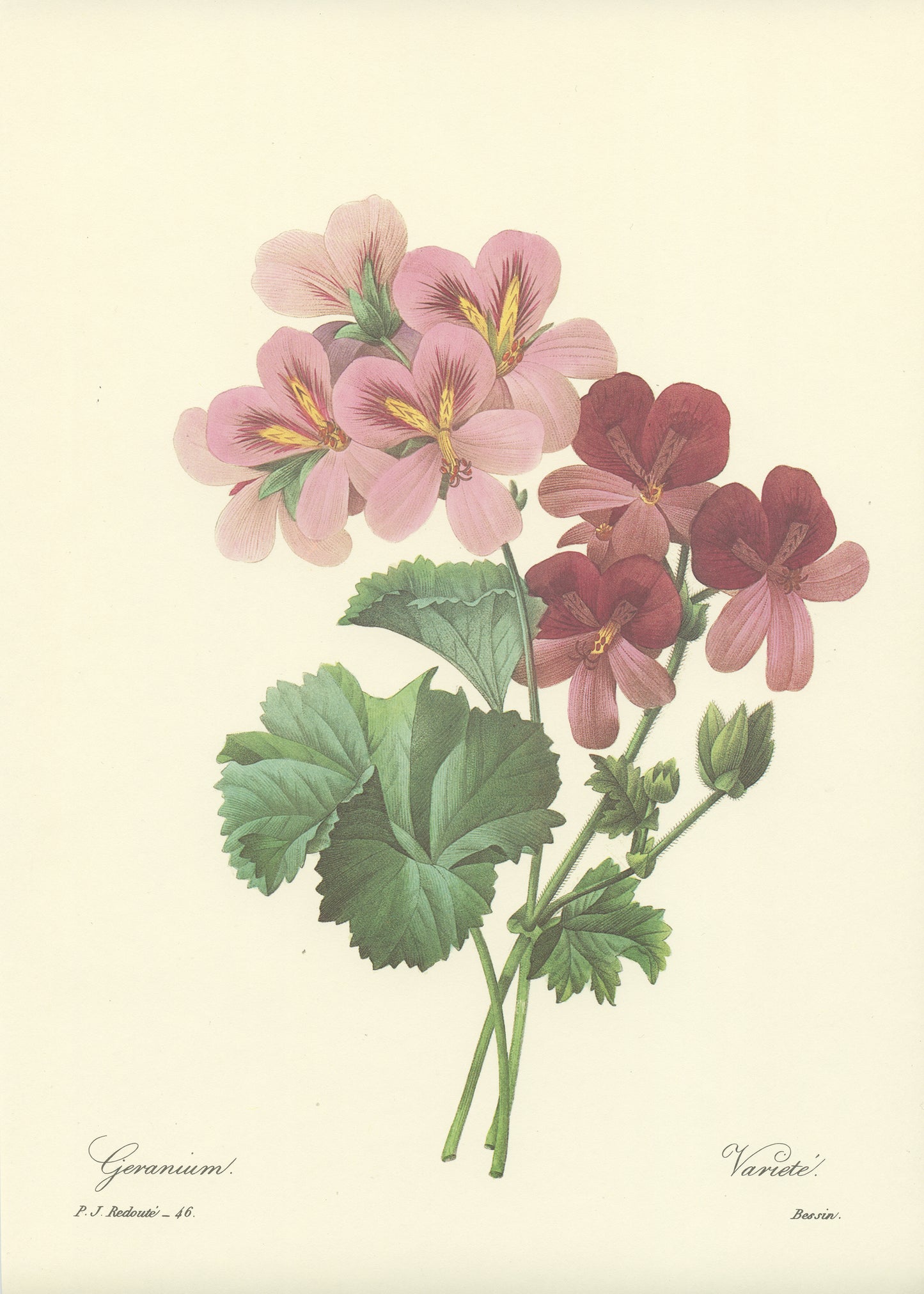 1986 Illustration de Géranium par Redouté