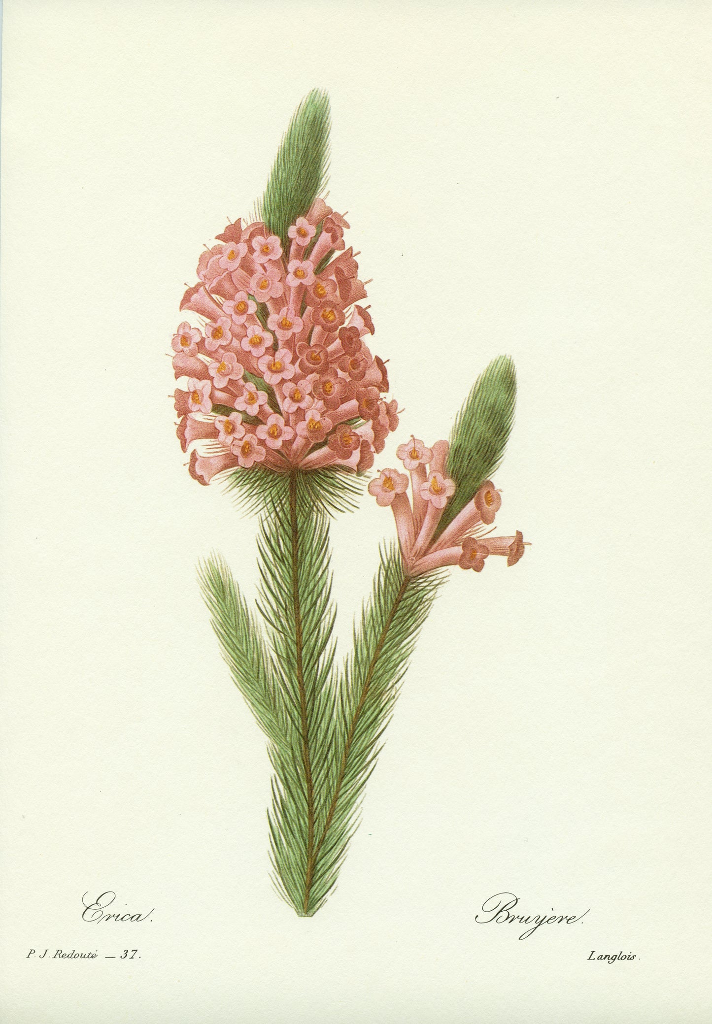 1986 Bruyère rose par Pierre-Joseph Redouté