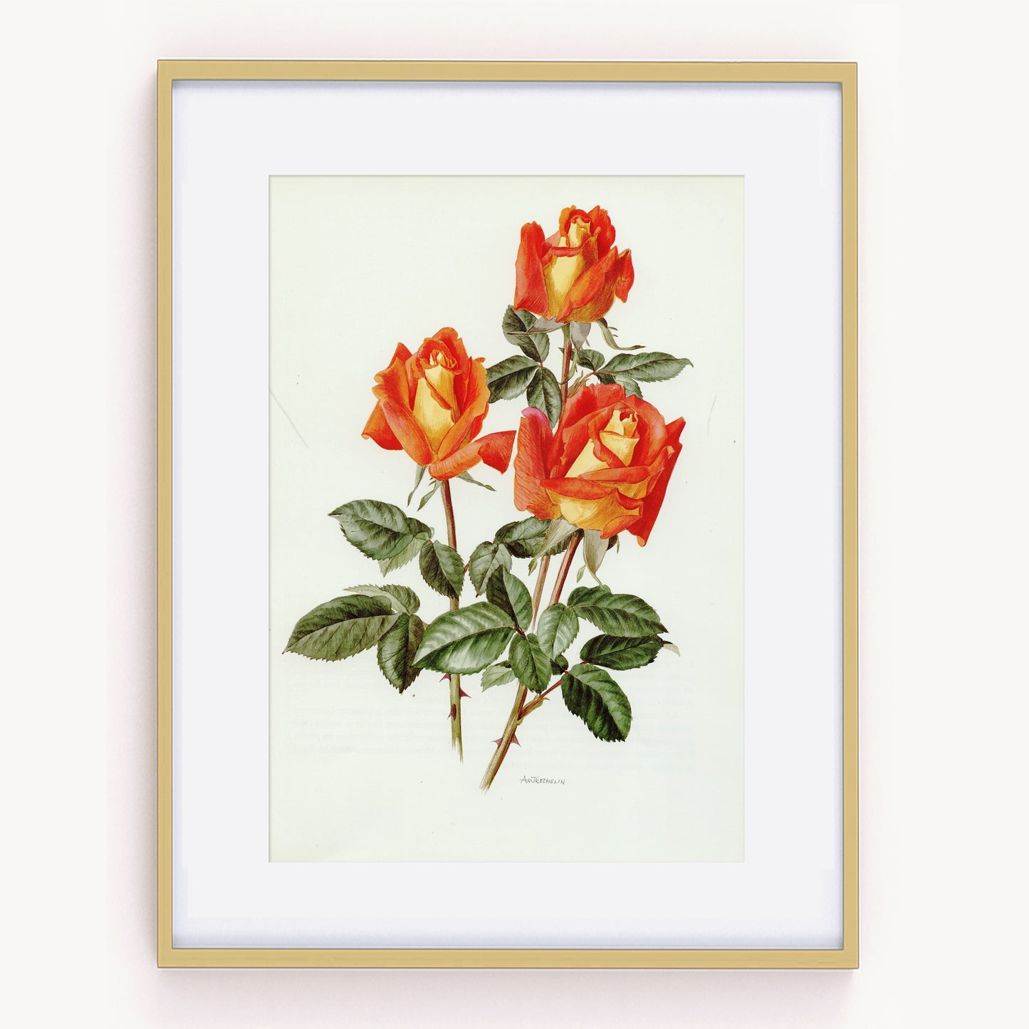 1985 Louis De Funès Rose Botanical Print