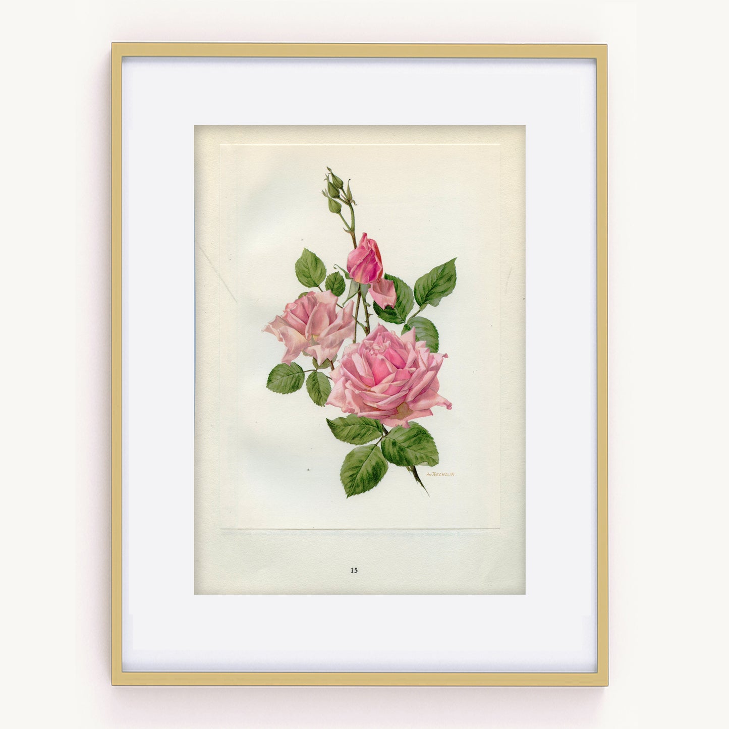 1962 La France Pink Roses botanical print
