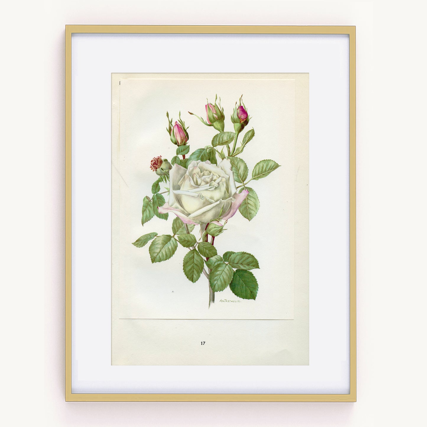 1962 Frau Druschki Roses botanical print