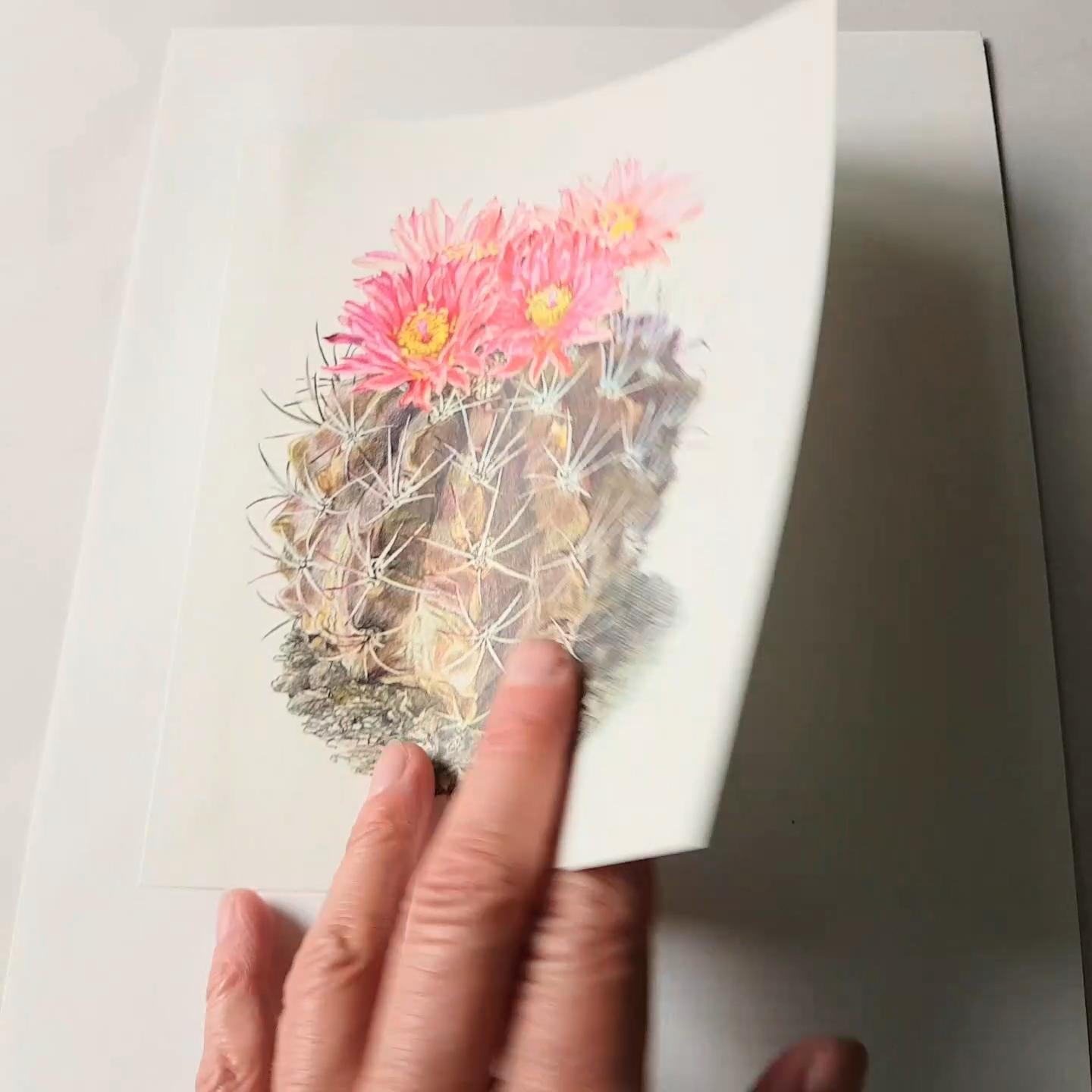 1954 Illustration de cactus Neoporteria Jussieui