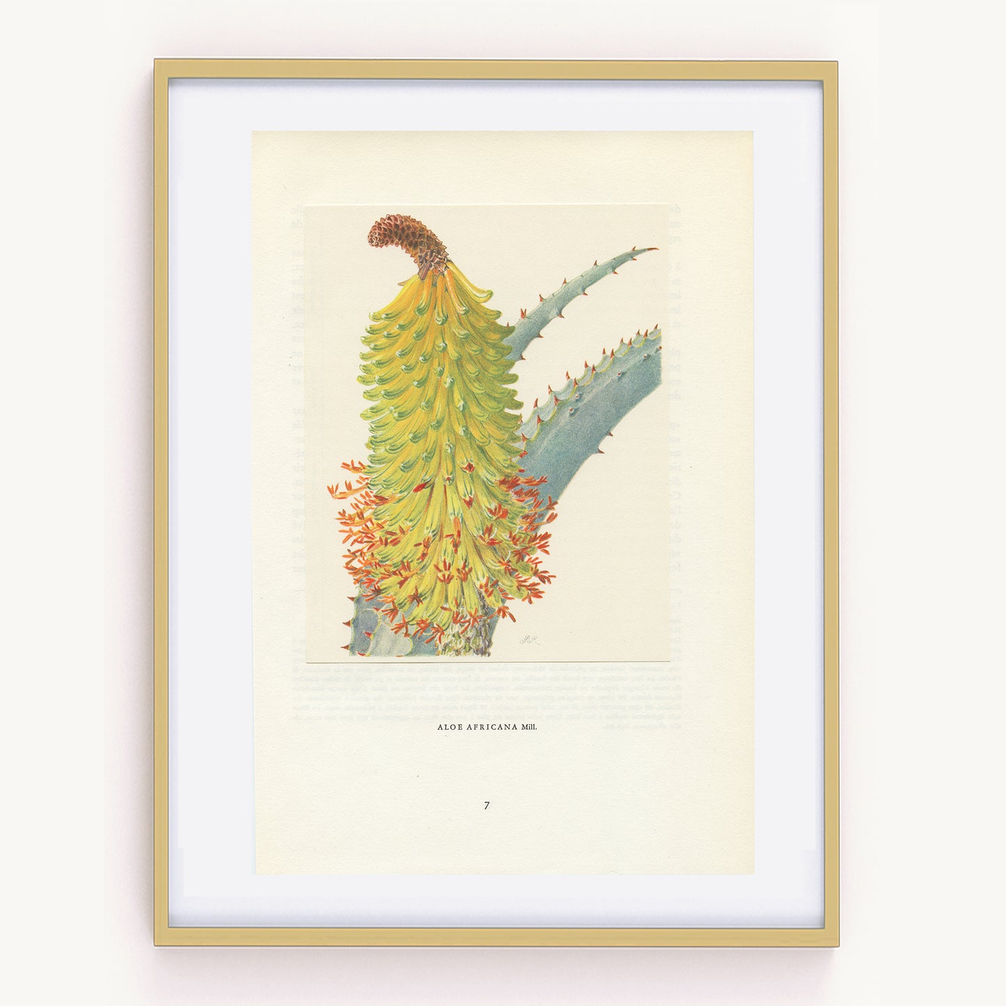 1958 Illustration d'Aloe Africana
