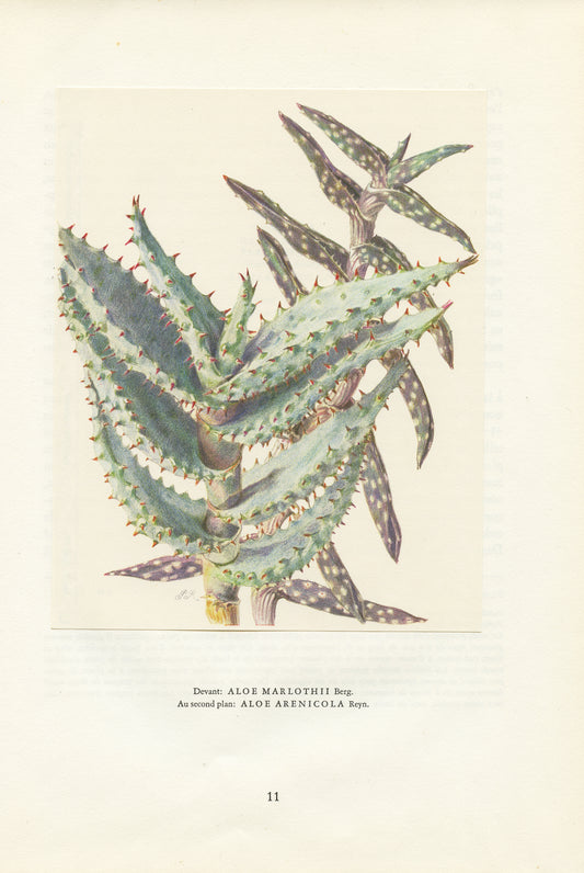 1958 Aloe Marlothii & Arenicola print