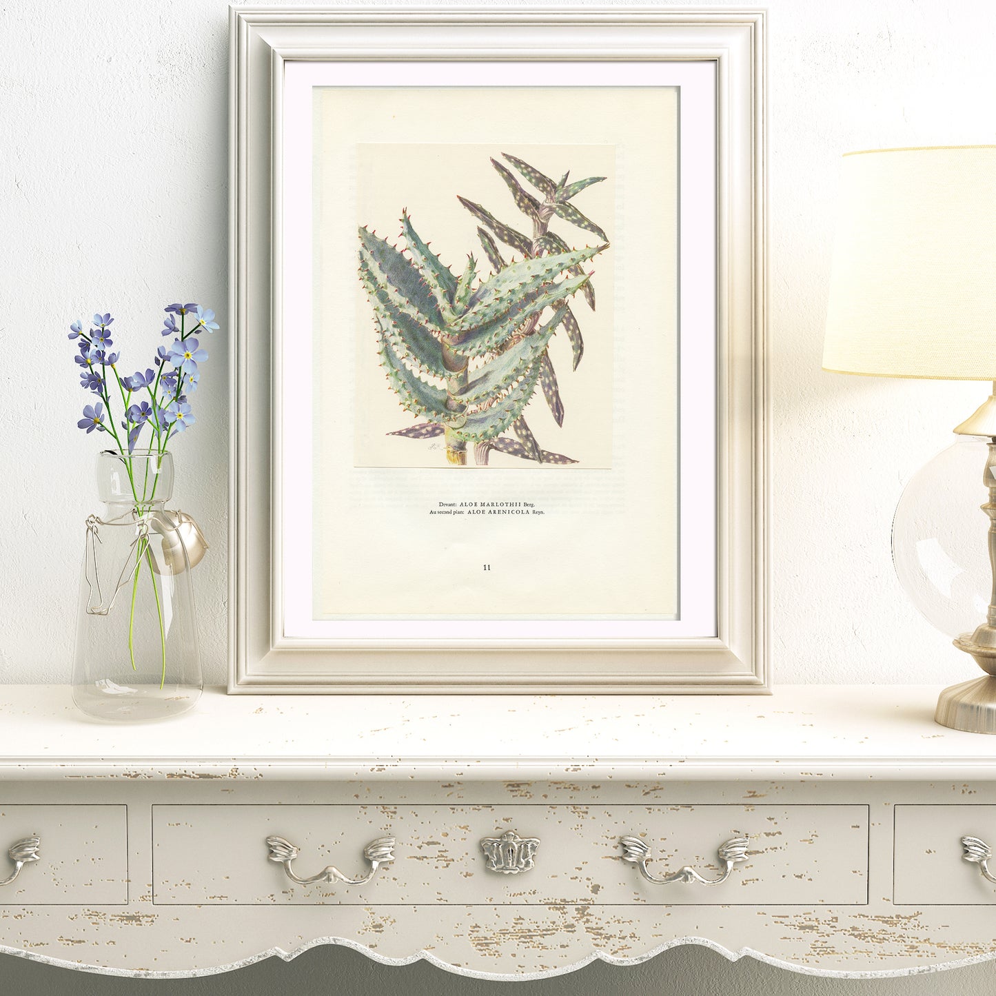 1958 Aloe Marlothii & Arenicola print
