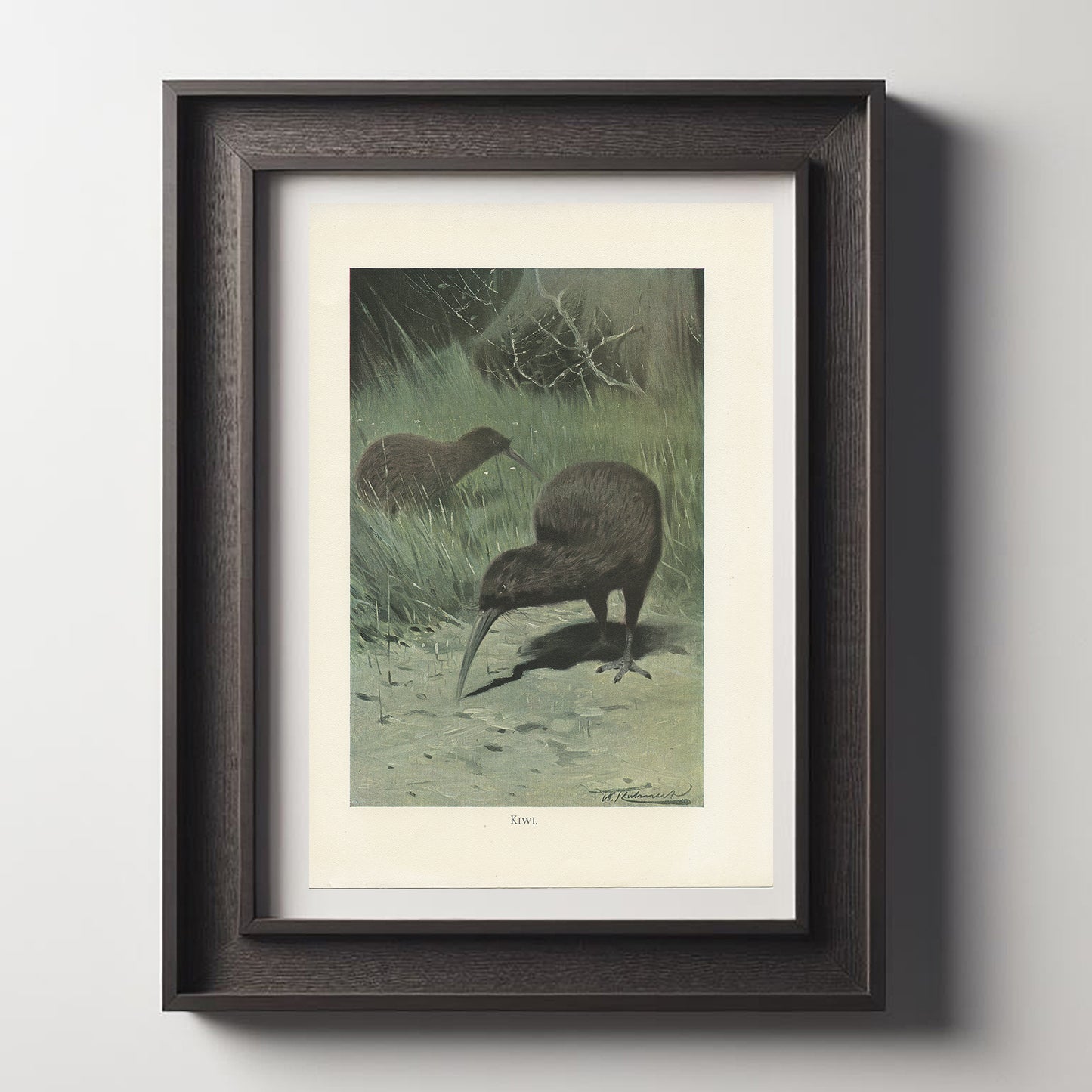 1916 Illustration de kiwi (oiseau)