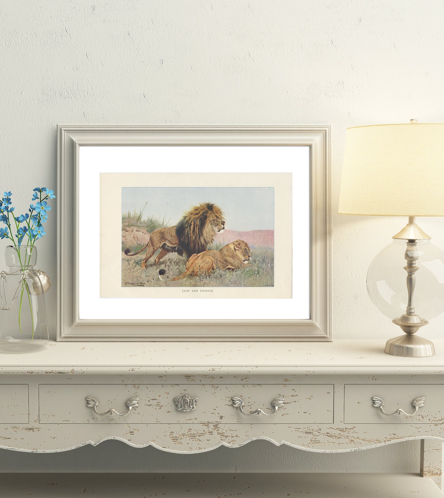 1916 Lion Print by Lydekker