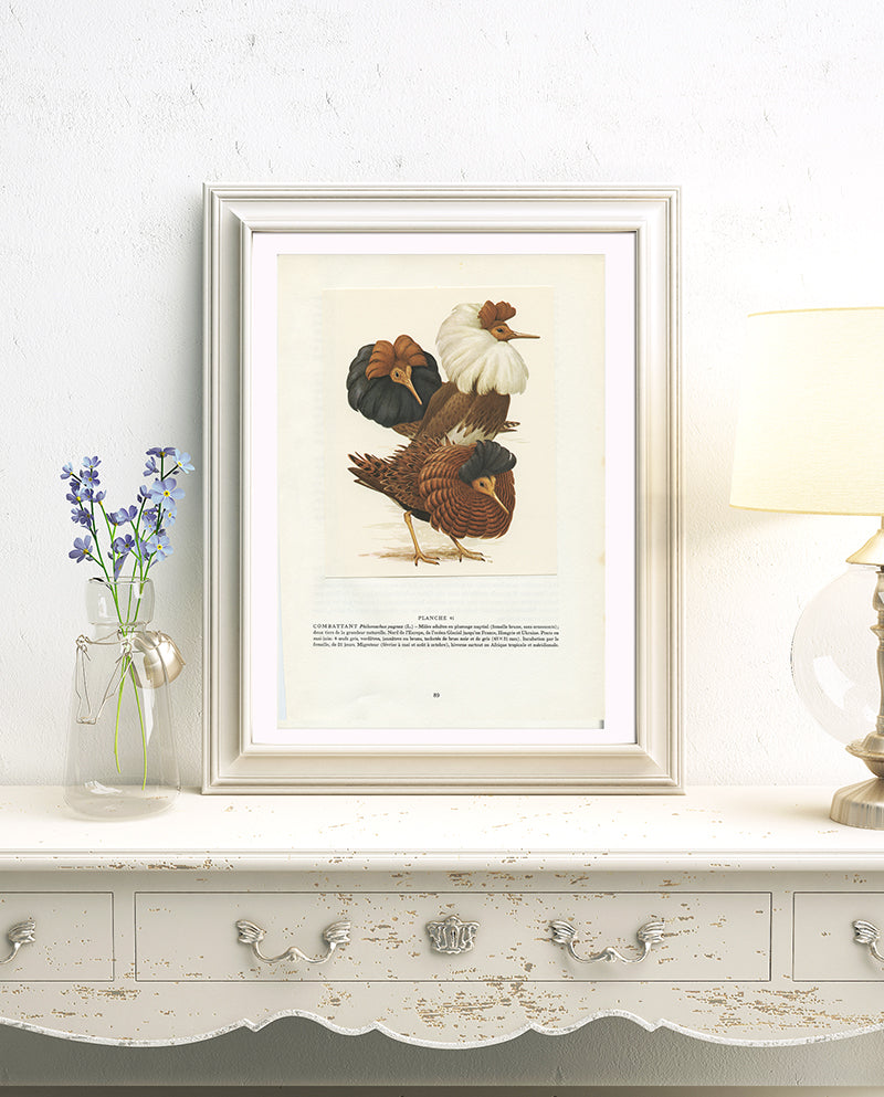 1962 Ruff combattant bird print