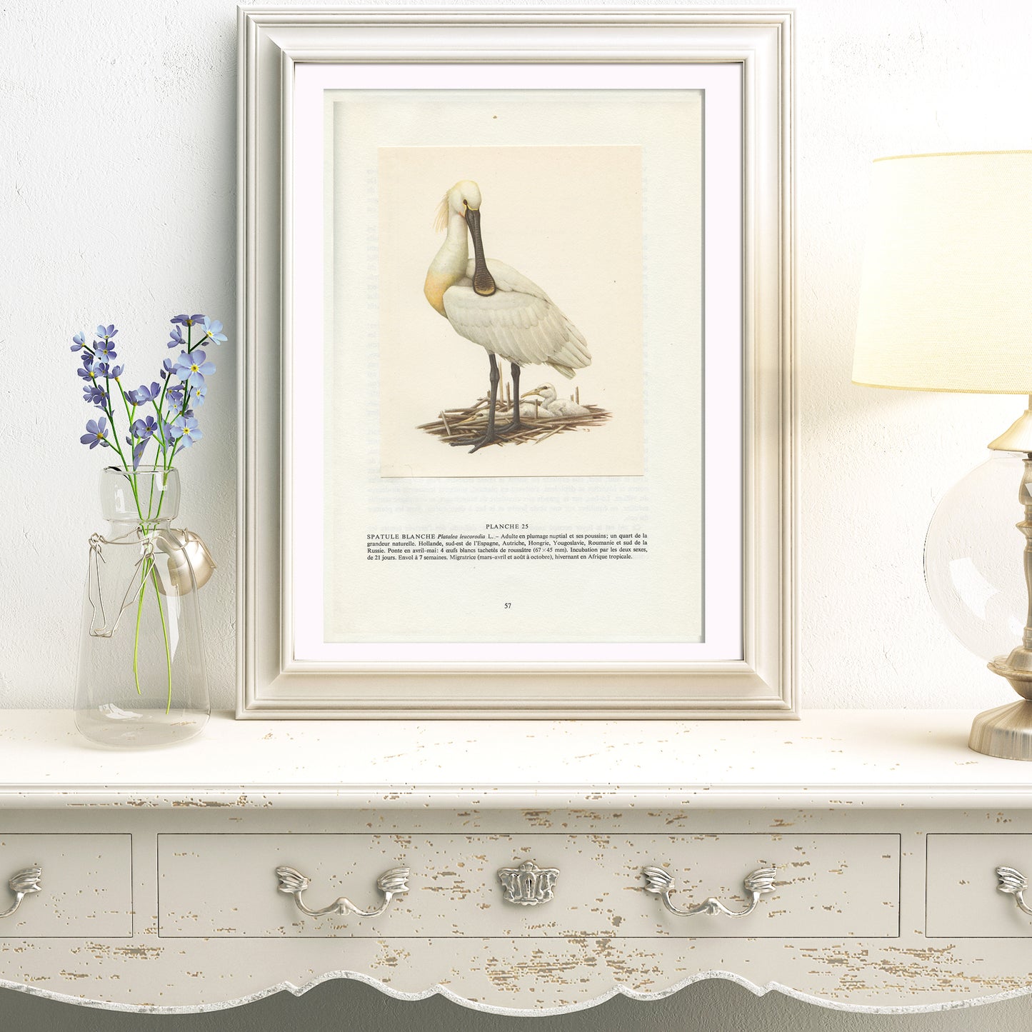 1962 Illustration de Spatule Blanche