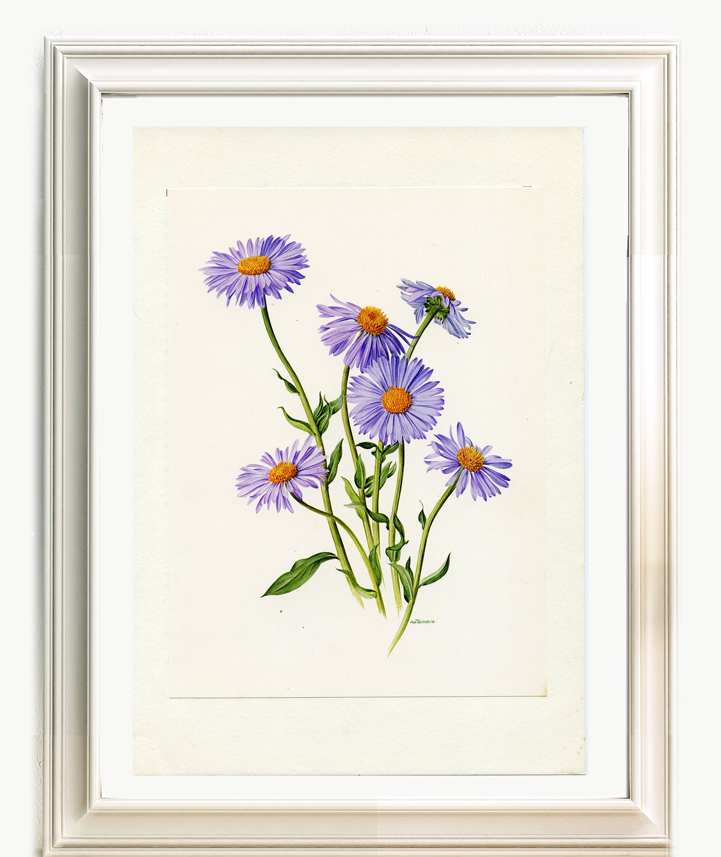 1972 Illustration botanique de vergerette hybride bleue Erigeron
