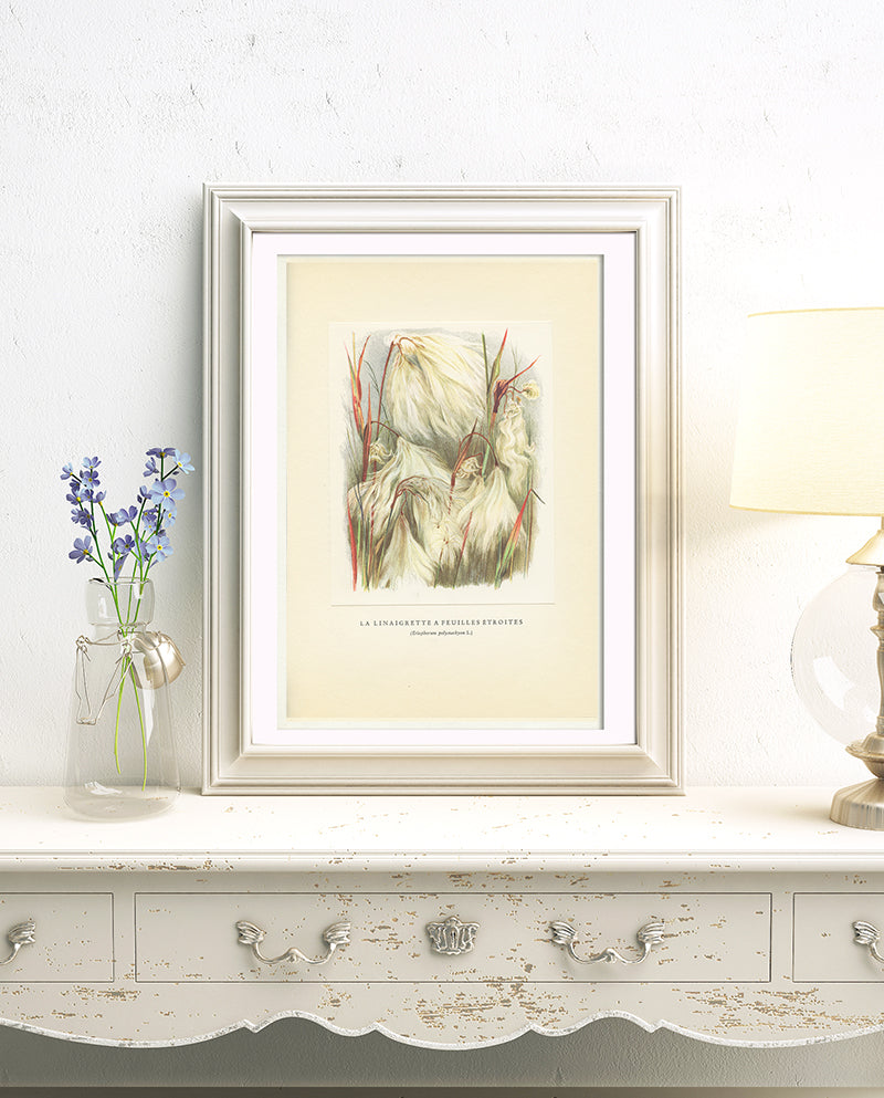 1959 White cottongrass botanical print