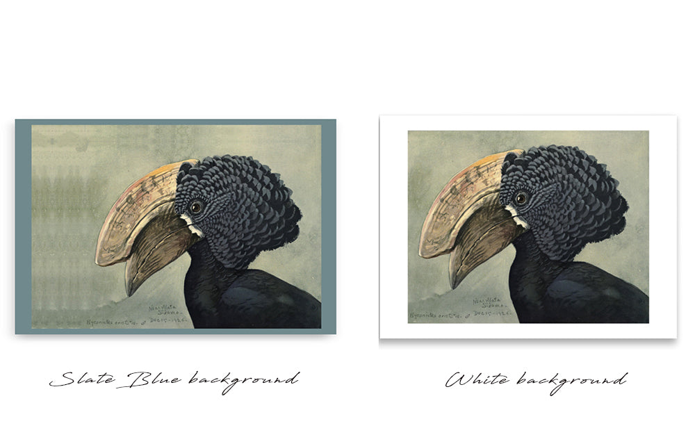 Crested Hornbill Poster by Louis Agassiz Fuertes
