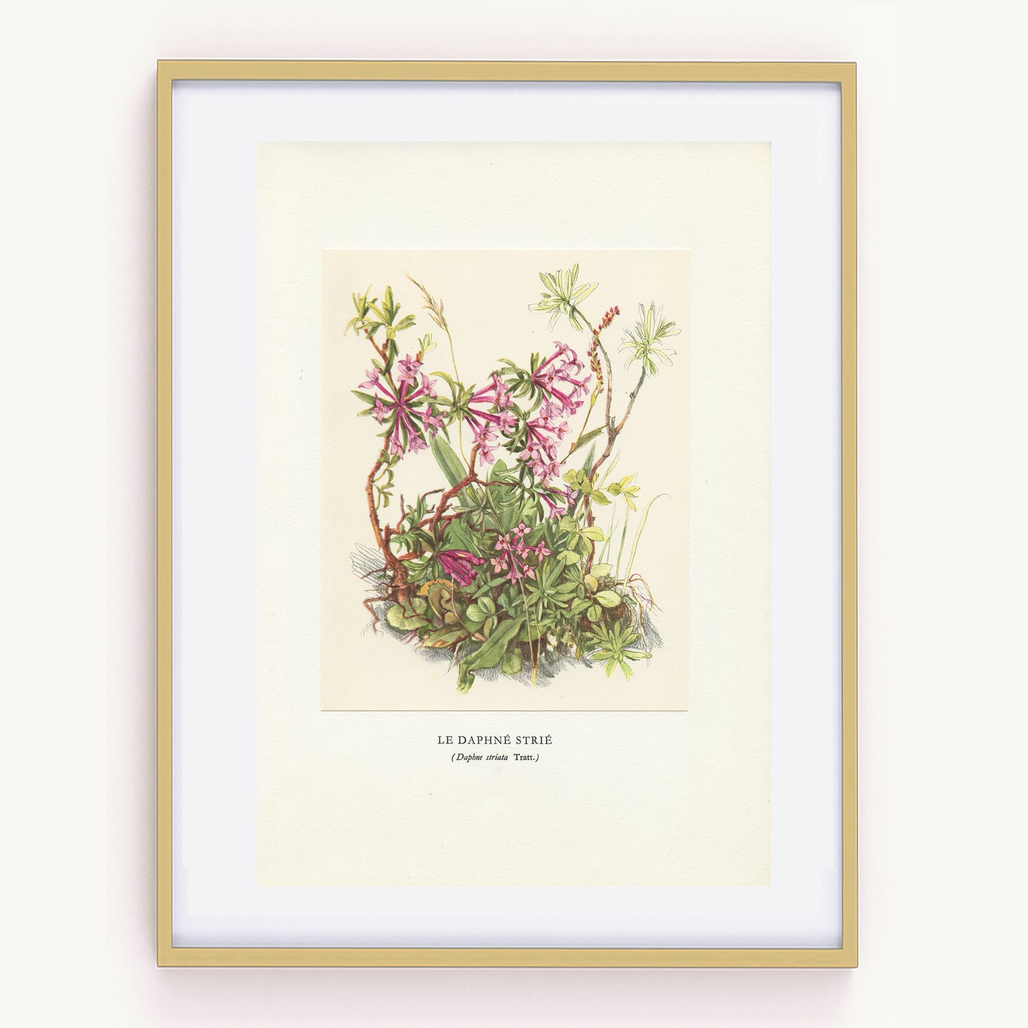 1959 Daphne striata botanical print