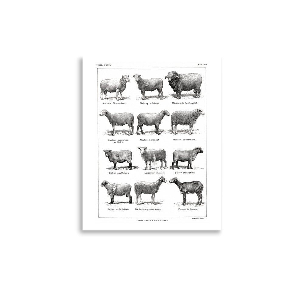 Affiche de Races de Moutons - Blanc
