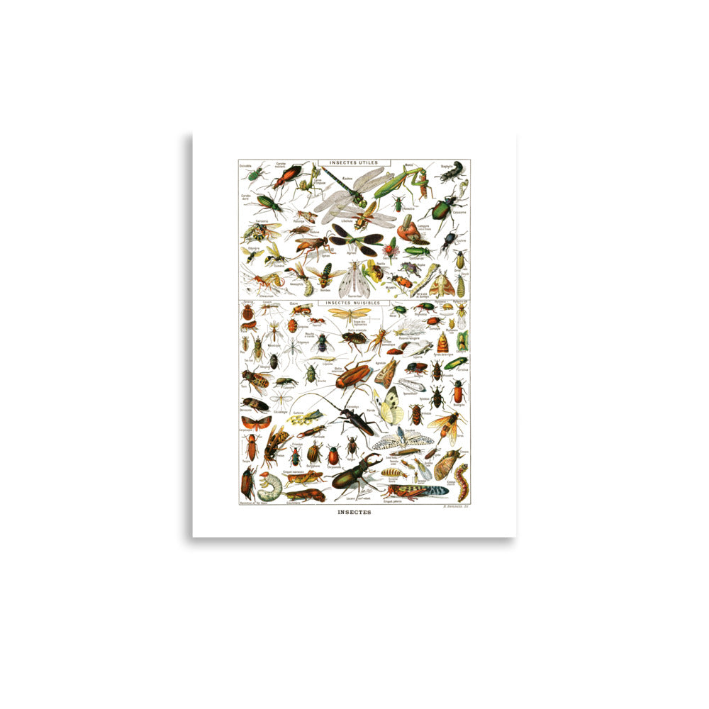 Affiche d'Insectes par Adolphe Millot