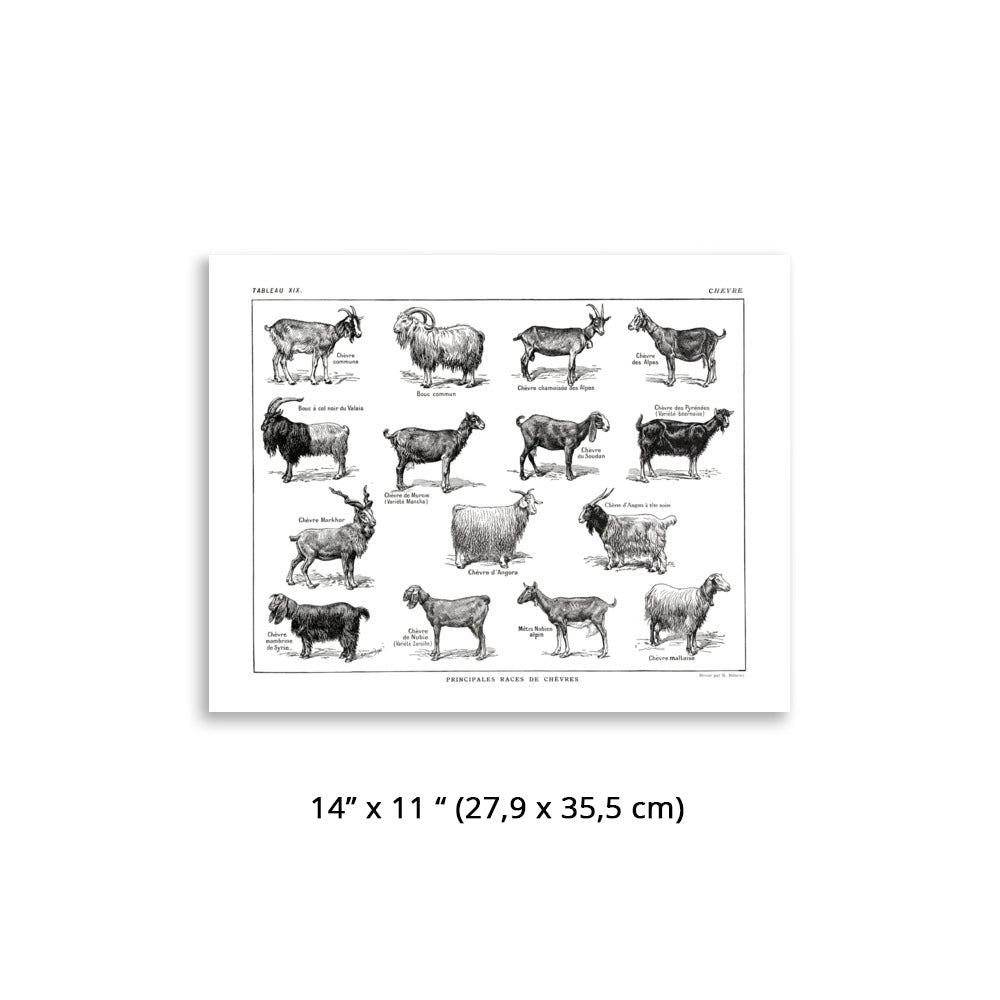 Horizontal Goat Poster