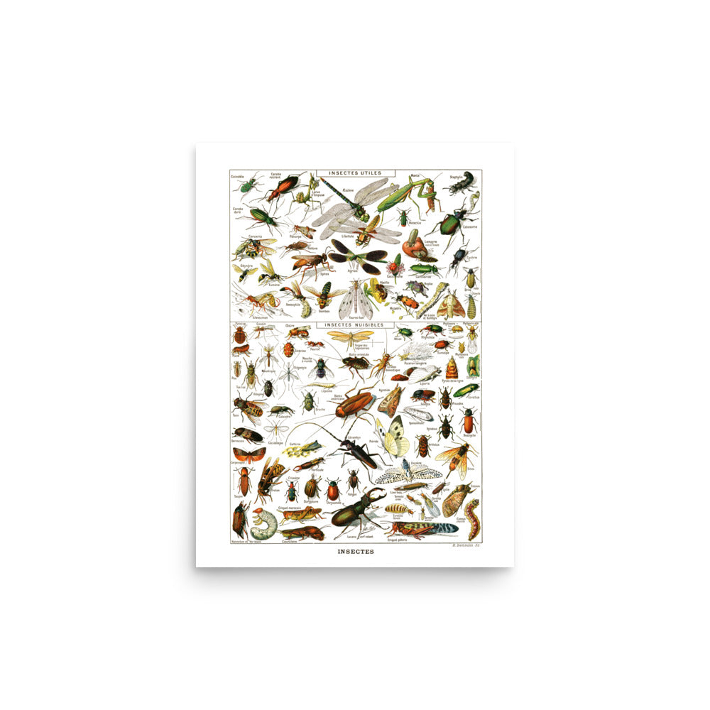 Affiche d'Insectes par Adolphe Millot