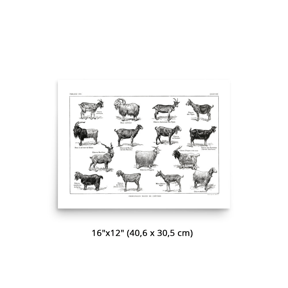Horizontal Goat Poster