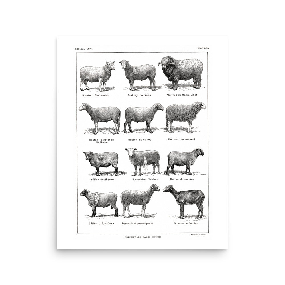 Affiche de Races de Moutons - Blanc