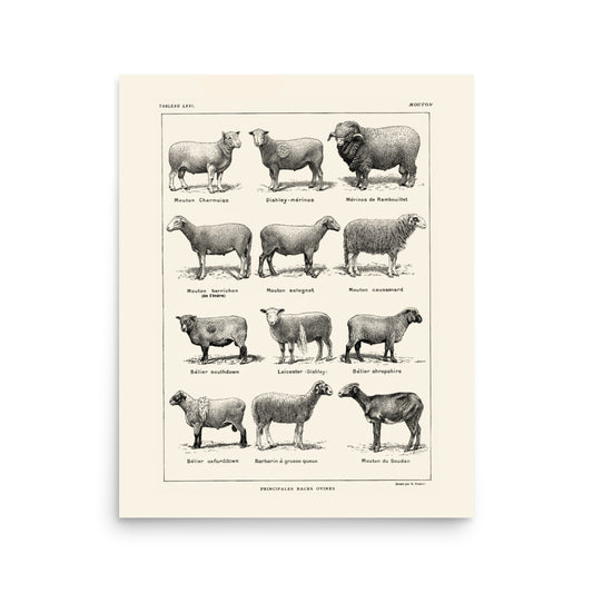 Large Sheep Breeds Poster - Linen