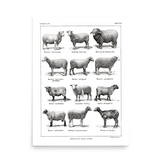 Large Sheep Breeds Poster - White