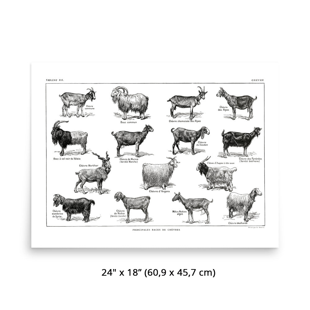 Horizontal Goat Poster