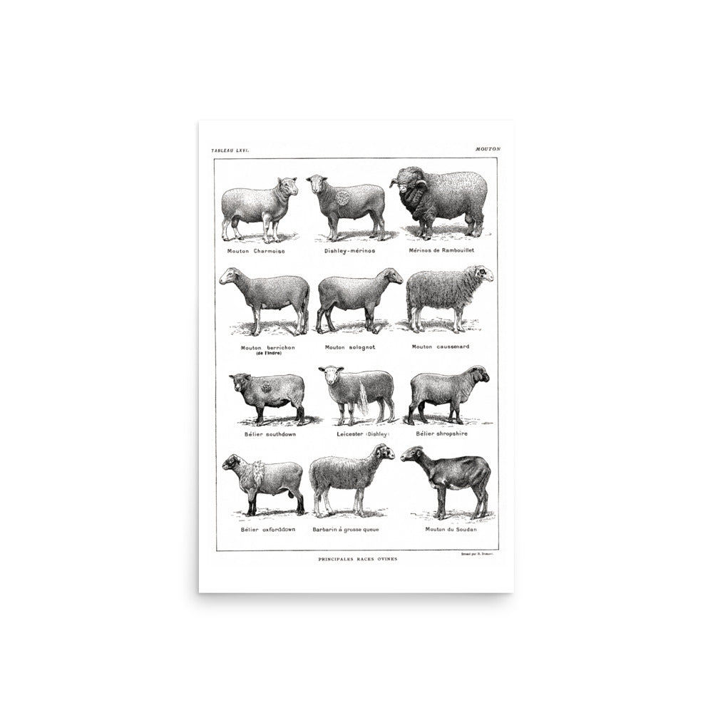 Affiche de Races de Moutons - Blanc