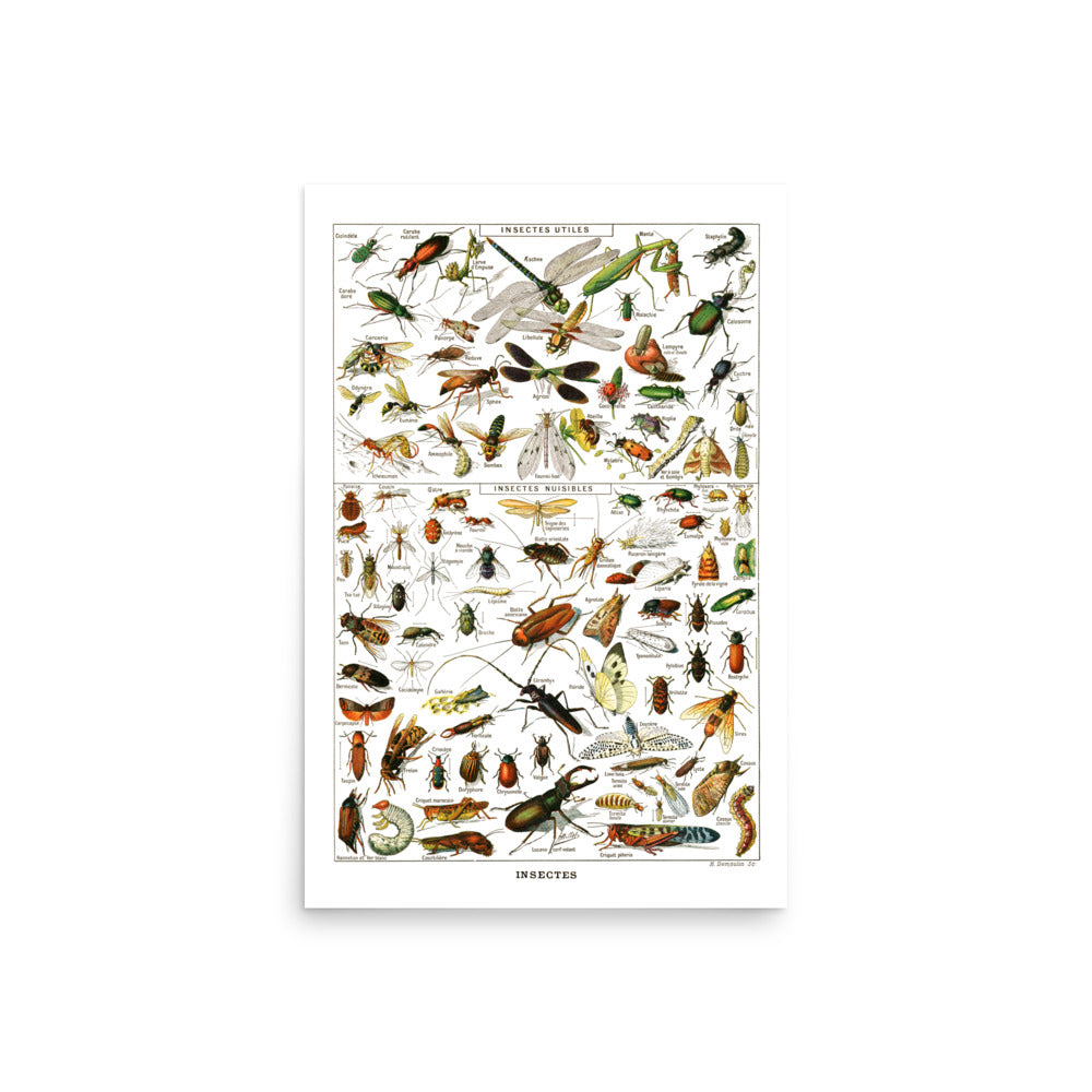 Affiche d'Insectes par Adolphe Millot