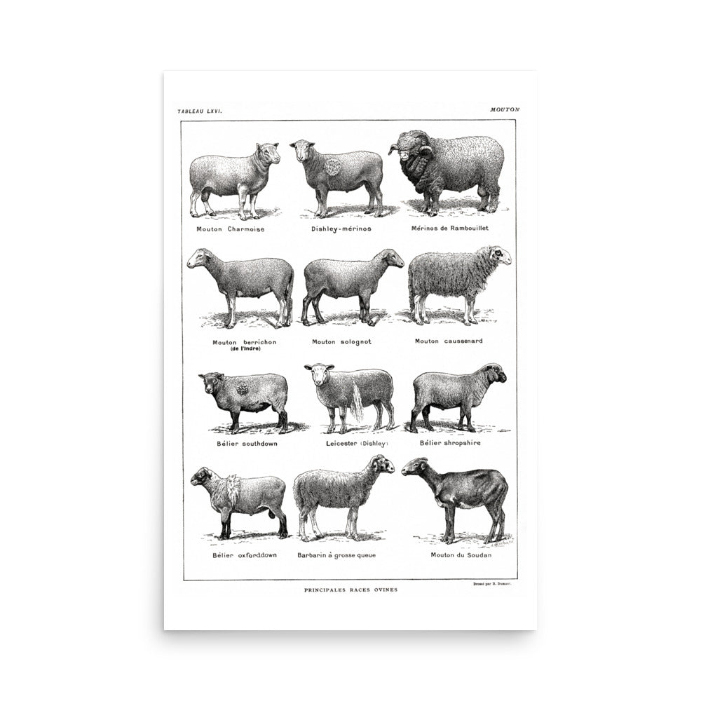 Affiche de Races de Moutons - Blanc