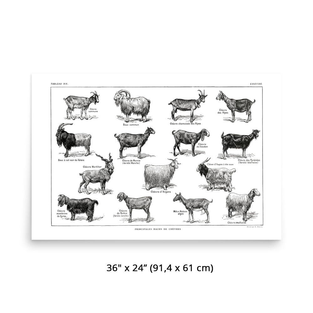 Horizontal Goat Poster