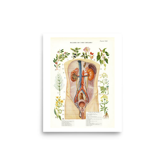 Urinary Tract Diseases & Useful Plants Poster