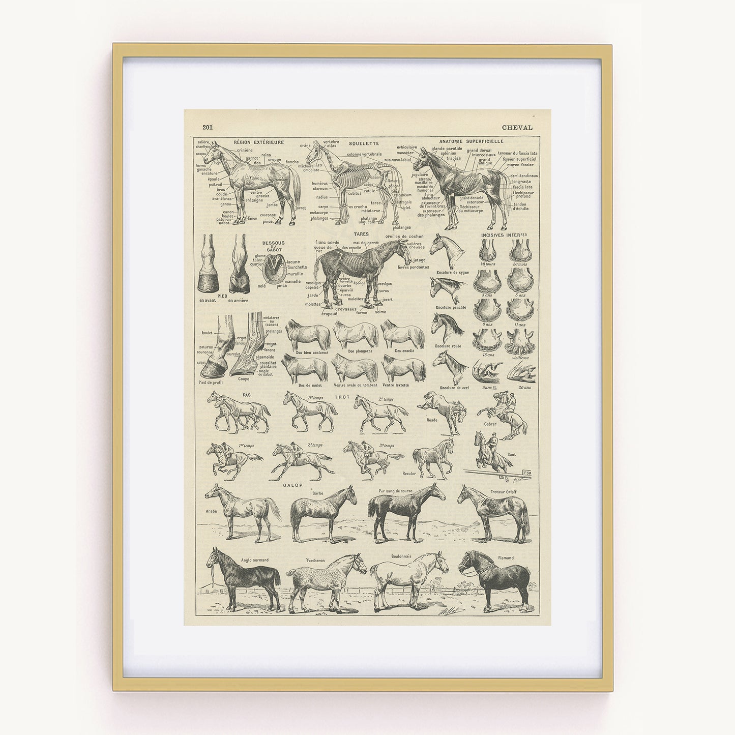 1936 Illustration d'anatomie du cheval