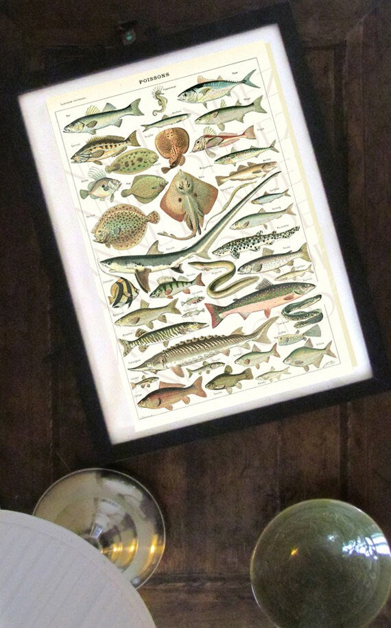 1908 Illustration de poissons ancienne
