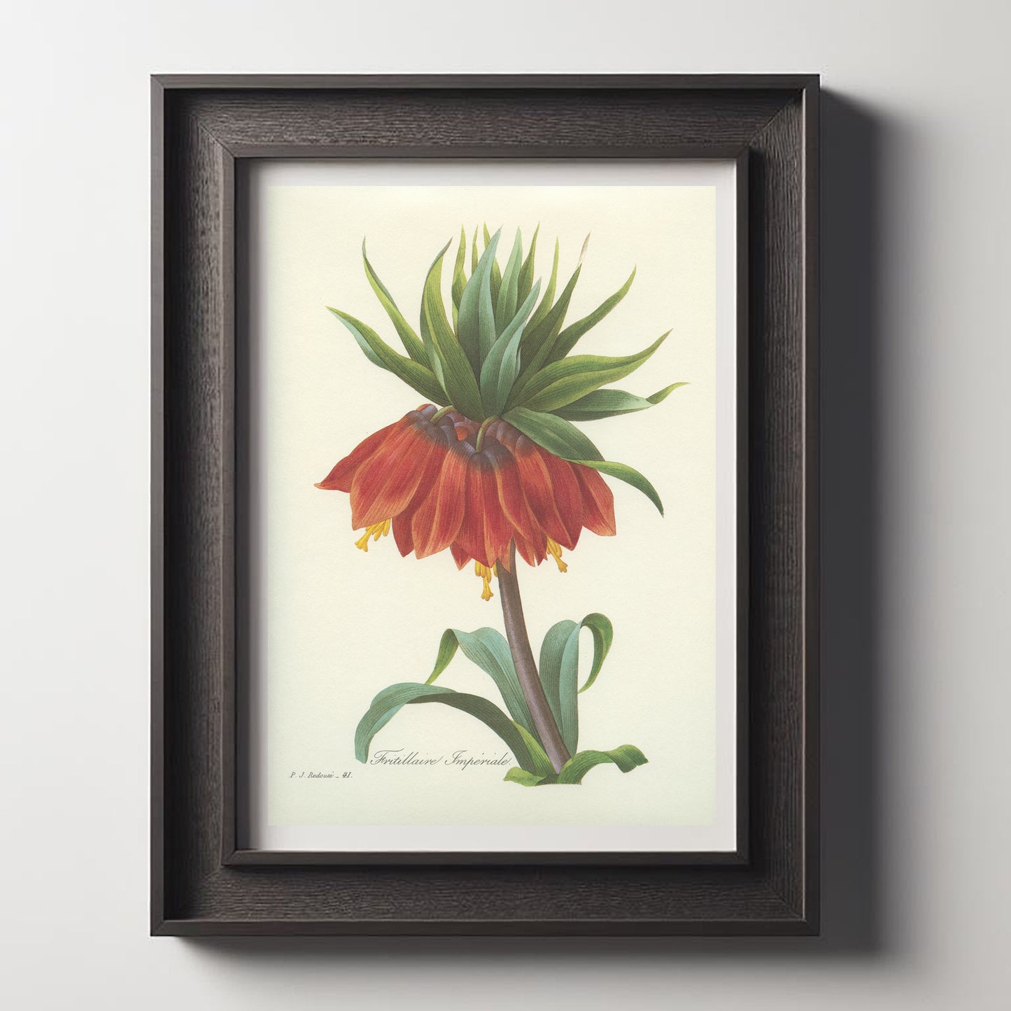 1986 Vintage Red Orange Fritillaria Imperialis Botanical Print by Redouté