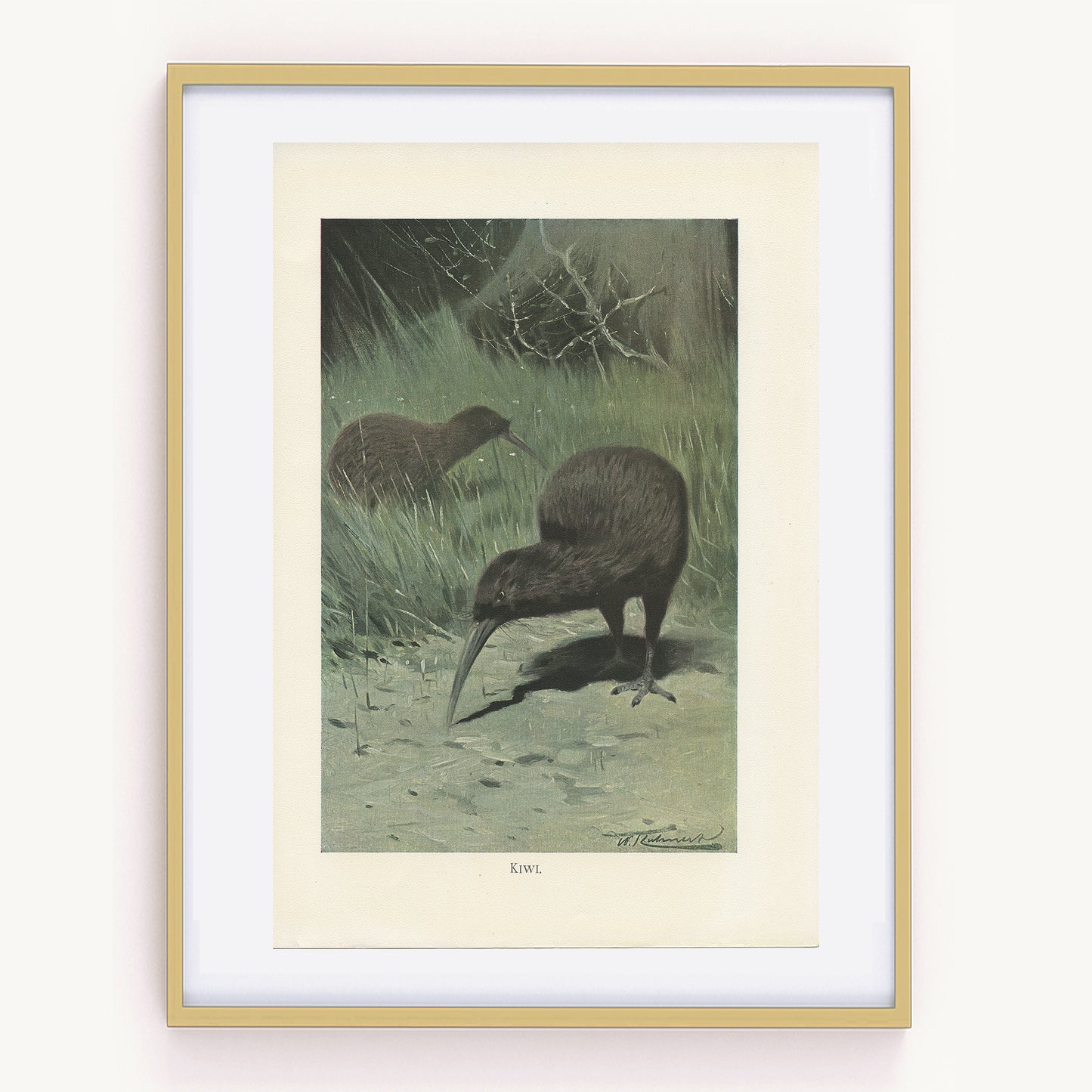 1916 Illustration de kiwi (oiseau)