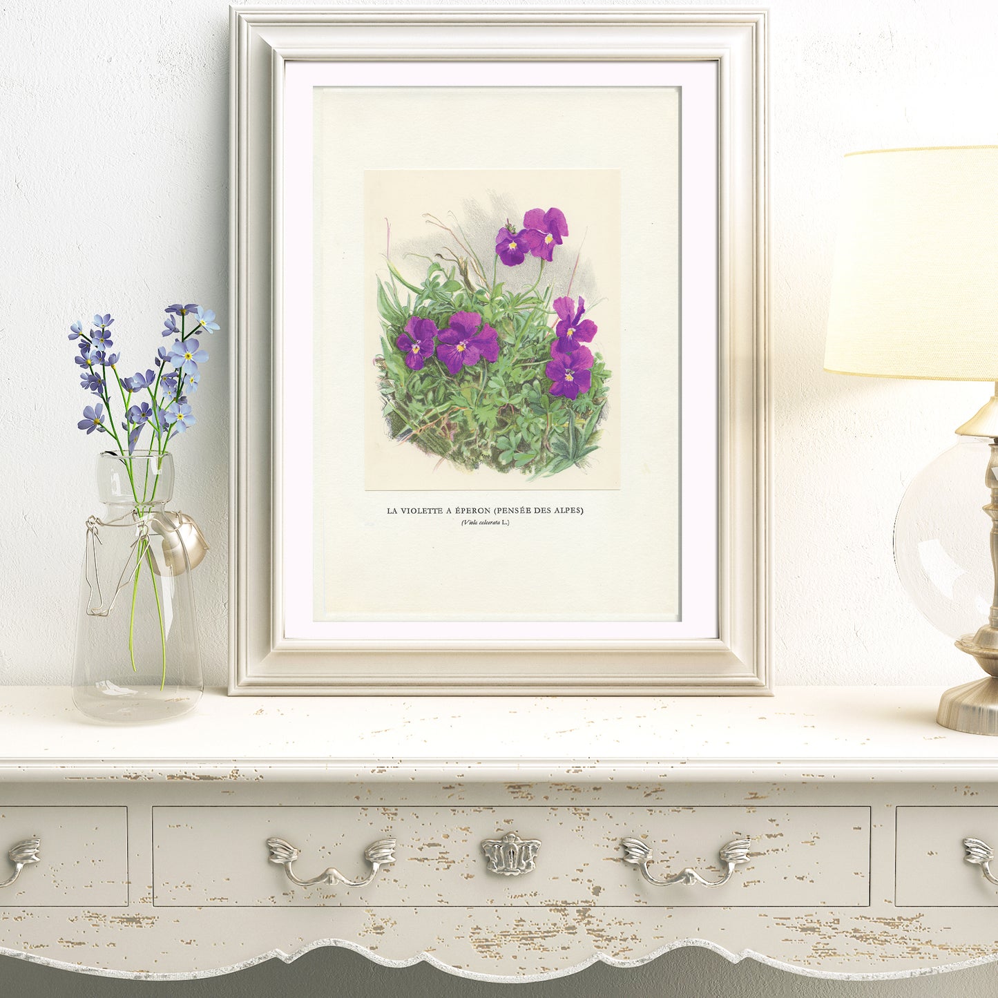 1959 Mountain violet botanical print