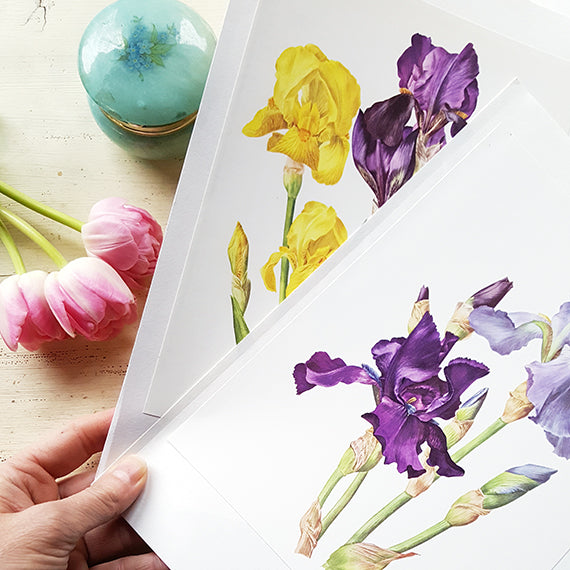 1964 Purple and yellow iris botanical print