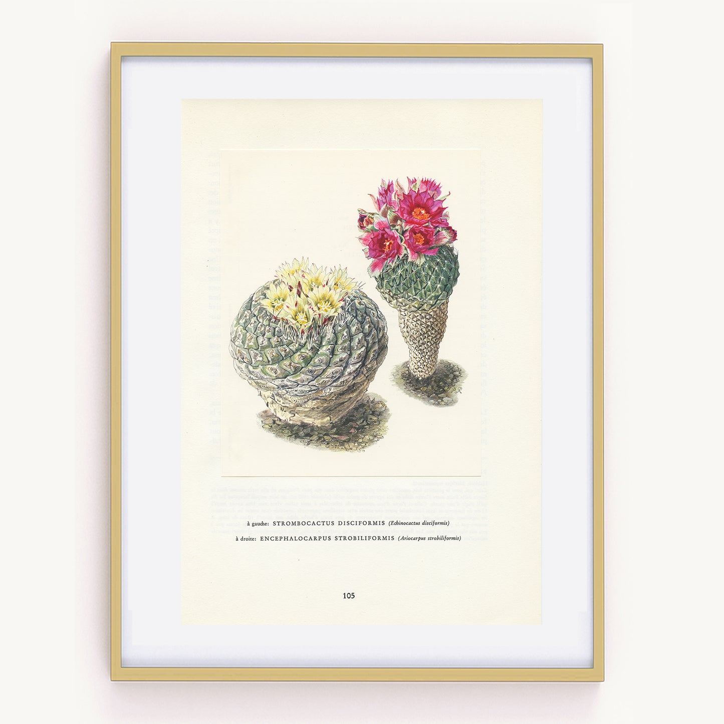 1954 Strombocactus Disciformis Print
