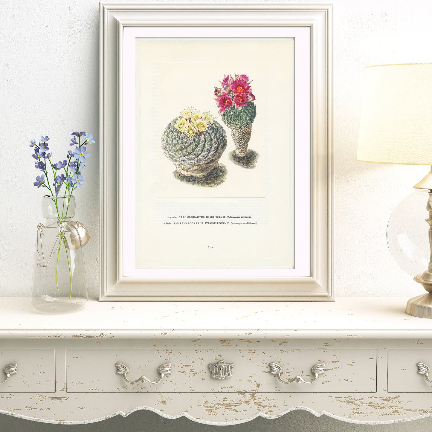 1954 Strombocactus Disciformis Print