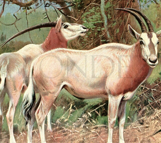 1916 Sable Antelope Print by Lydekker