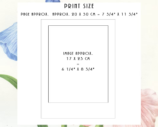 1964 Purple and yellow iris botanical print