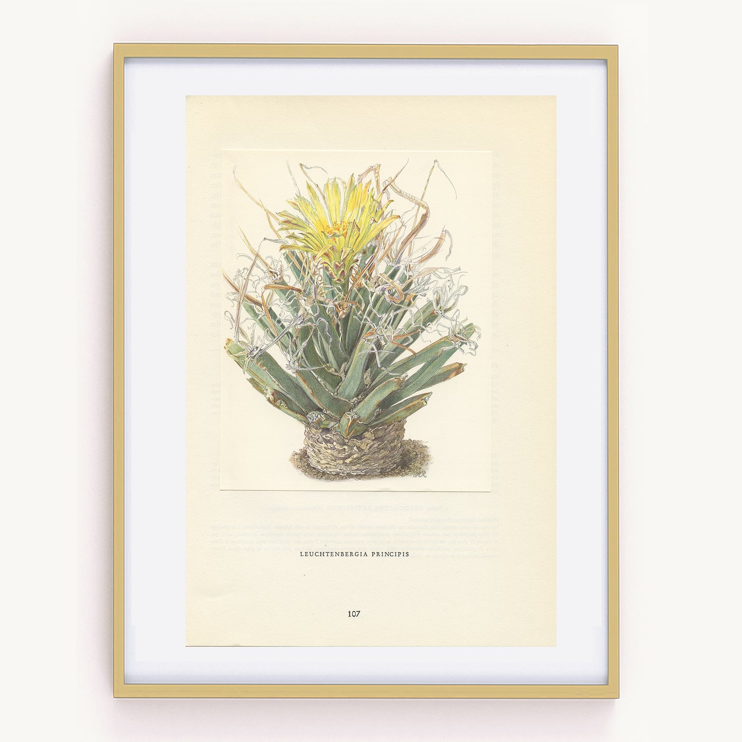 1954 Illustration de Cactus Agave Leuchtenbergia Principis