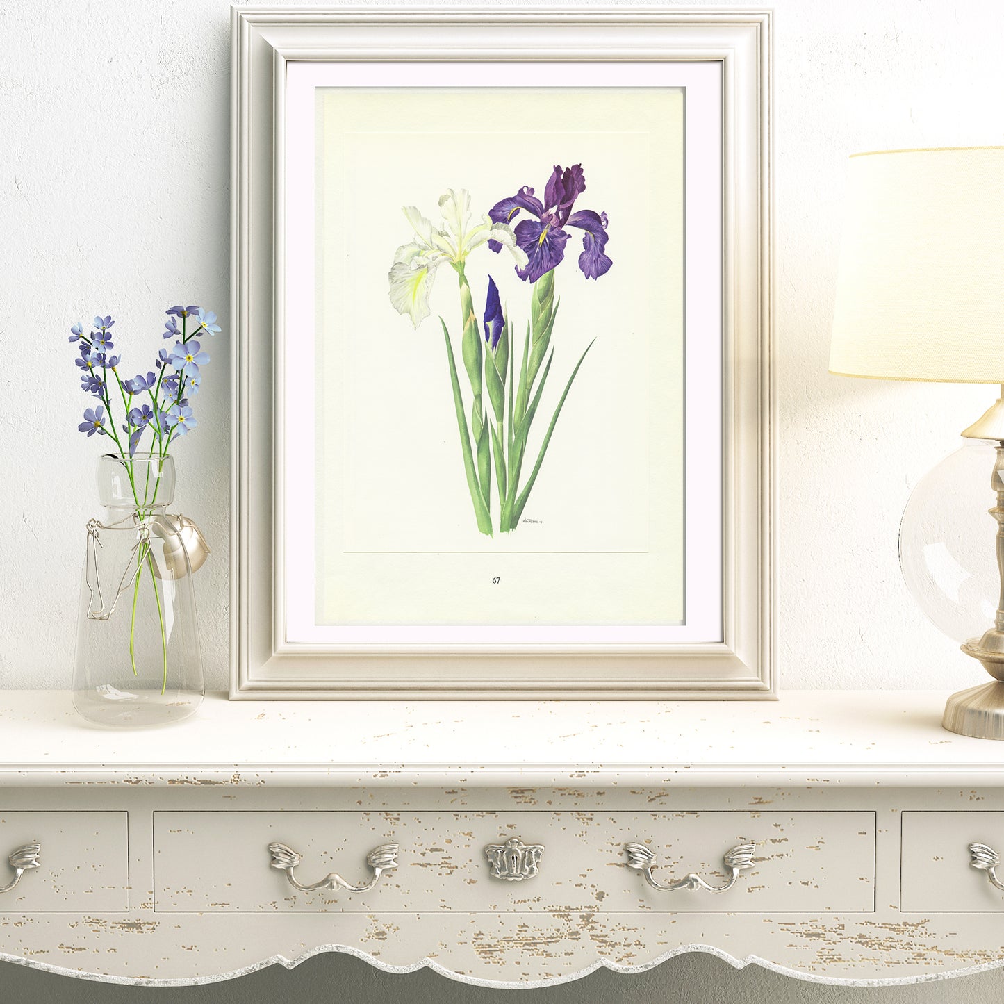 1964 Illustration d'Iris Anglica violet et blanc