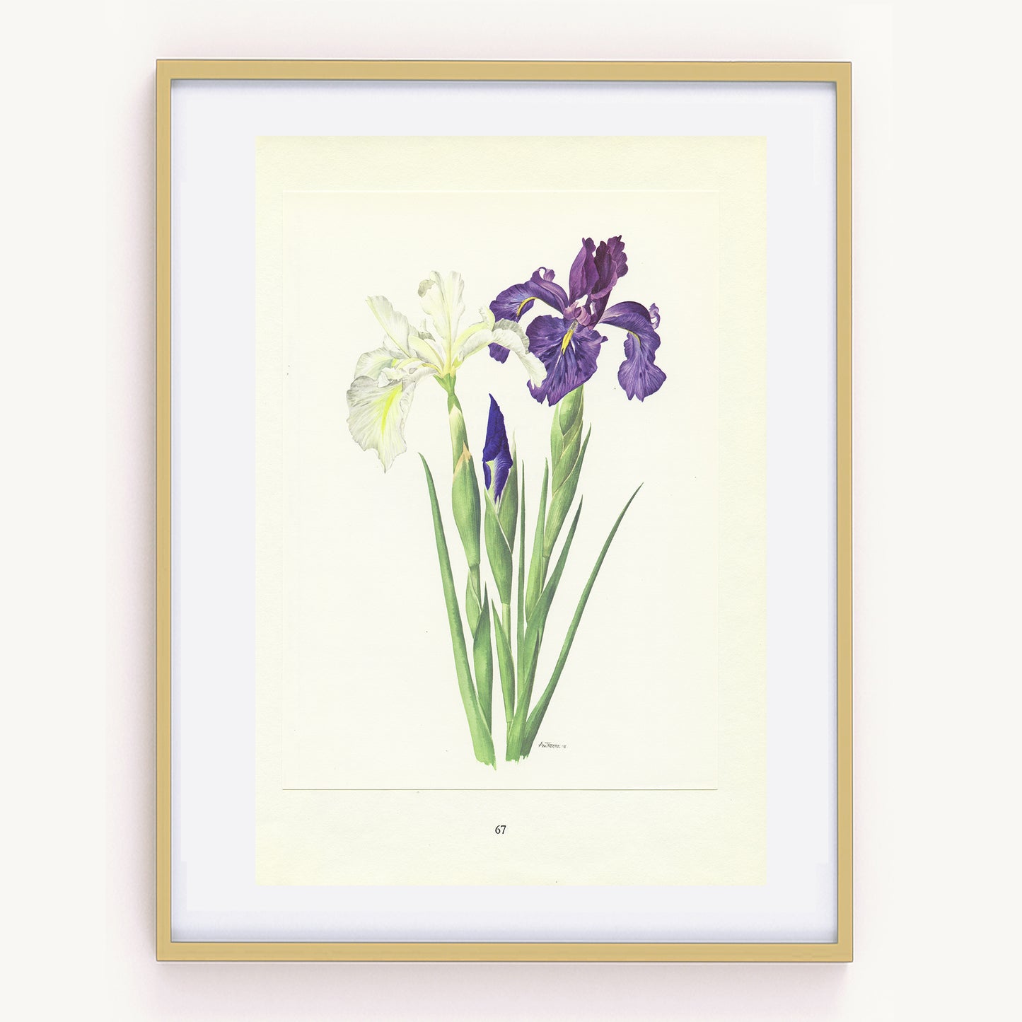 1964 Illustration d'Iris Anglica violet et blanc
