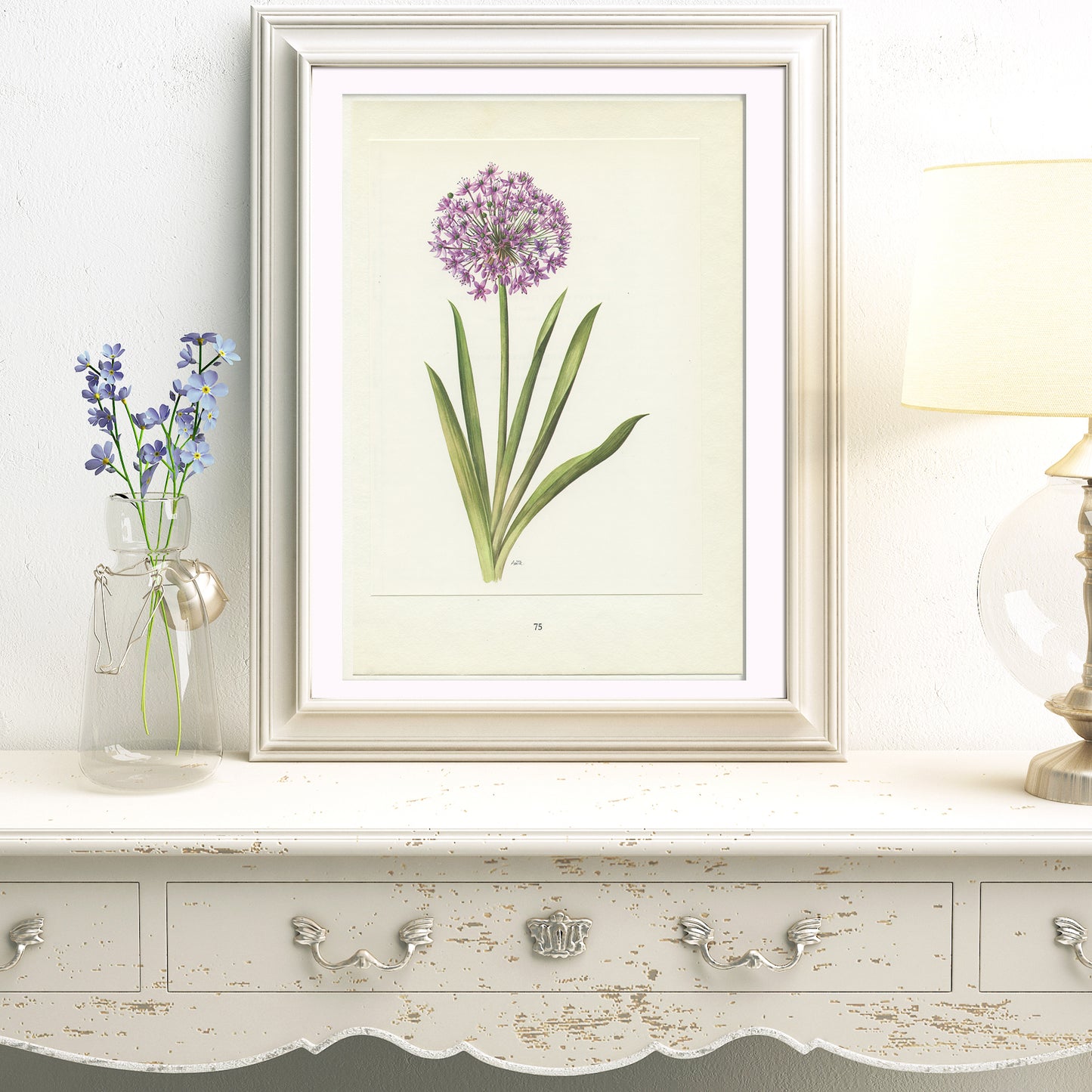 1964 Illustration d'Ail à fleurs violet