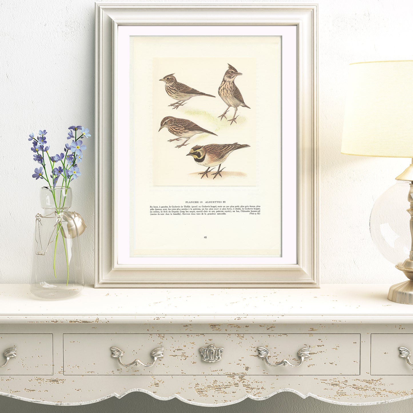 1961 Illustration d'alouettes par Paul Barruel