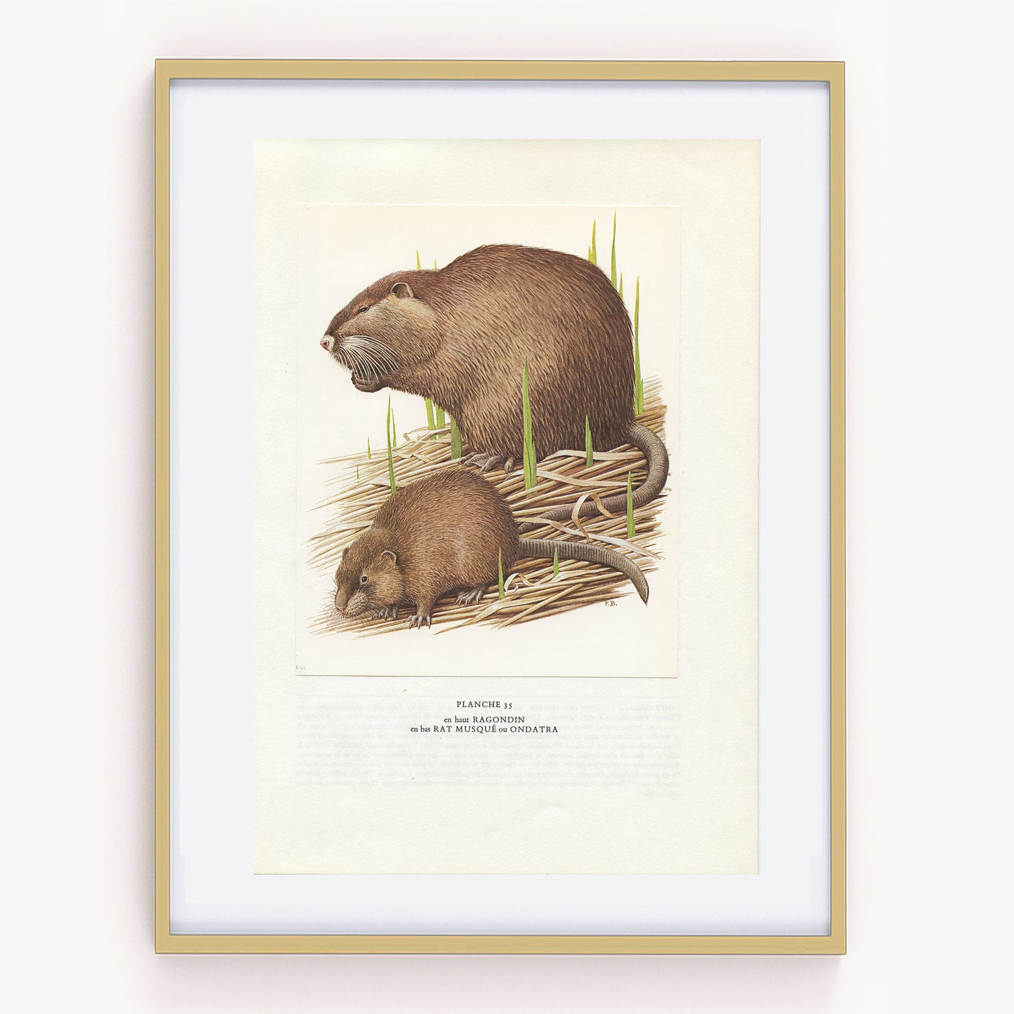 1970 Petite affiche de ragondin et rat musqué