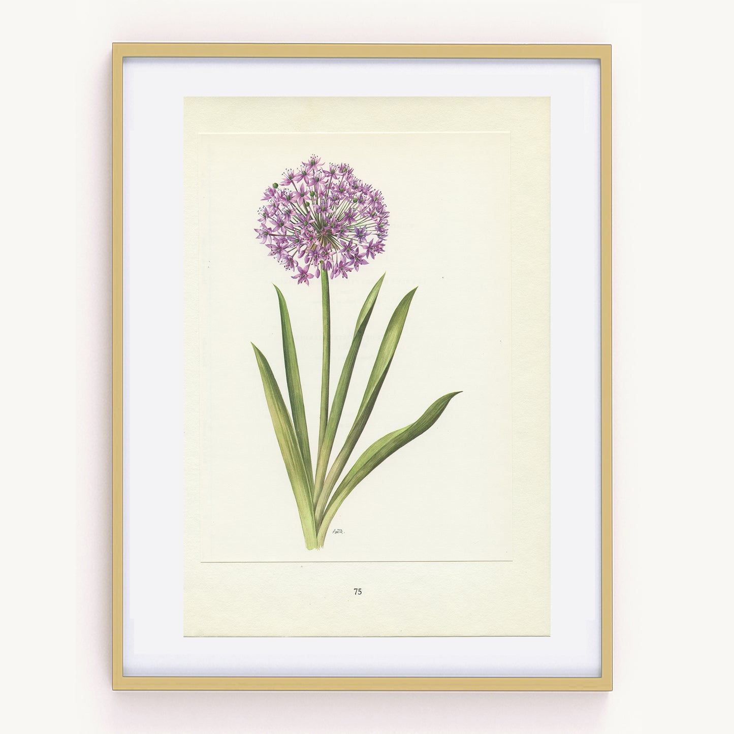 1964 Illustration d'Ail à fleurs violet