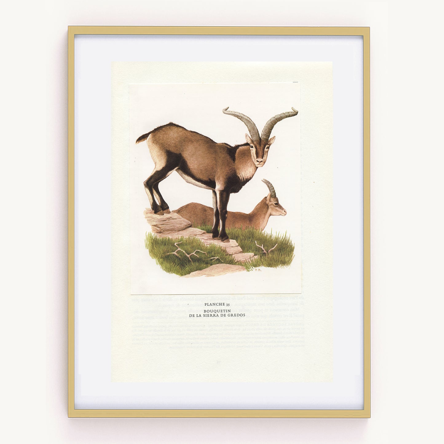 1970 Illustration de Bouquetins de la Sierra de Gredos