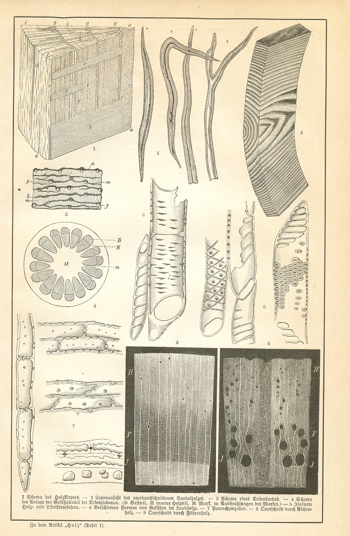 1890 Antique Wood Structure Print in German